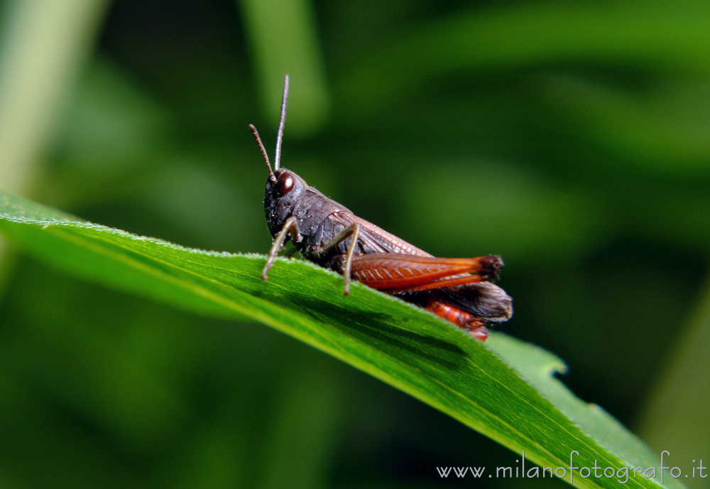 Cadrezzate (Varese) - Maschio di Mocestus rufipes